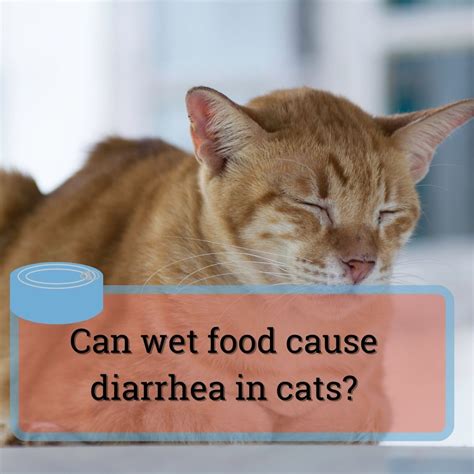 can heat cause diarrhea in cats